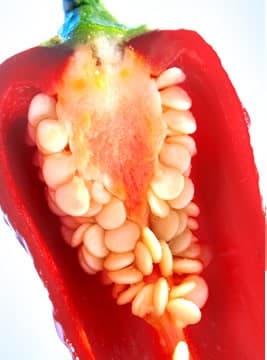 Synthetic Capsaicin